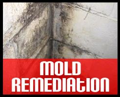 Mold Remediation 1