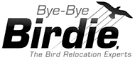 Bye-Bye Birdie